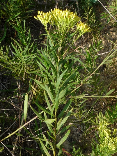 {Euthamia leptocephala}
